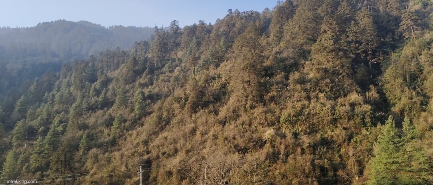 A hillside densely covered with trees