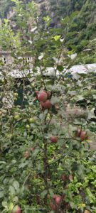 An apple tree in the orchid of Marha on the way to Tatopani during Annapurna circuit trek