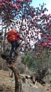 A trekker climbing Rhododendron tree during the hike from Tatopani to Ghorepani