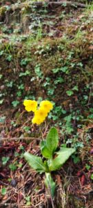 A cluster of bright yellow flowers with green leaves surrounded by a forest and fallen leaves 