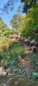 A line of mules carrying essential across dense forest.