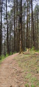 A narrow dirt path winds through a dense forest of tall, slender pine or conifer trees