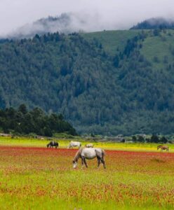 dhorpatanhorsegrazing
