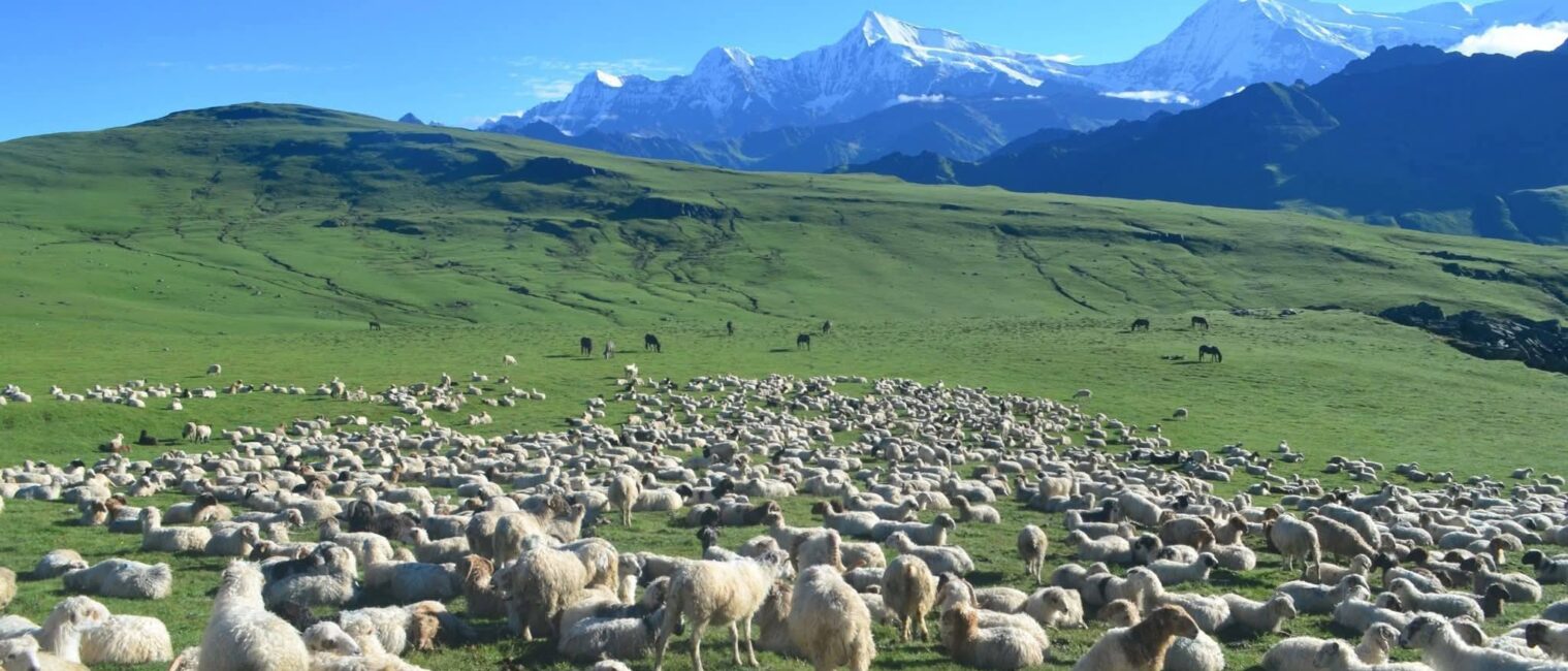 Dhorpatan Trek: 7 Days Inside Nepal’s Wildest Hidden Reserve