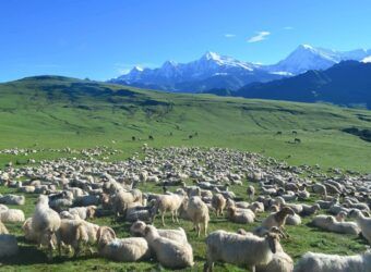 Dhorpatan Trek: 7 Days Inside Nepal’s Wildest Hidden Reserve